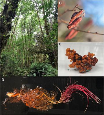 RNA-seq and metabolomic analyses of beneficial plant phenol biochemical pathways in red alder